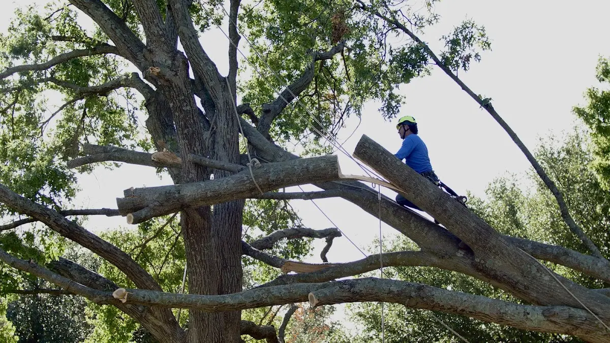 Professional Hazardous Tree Removal performed by certified arborists in Gilbertsville