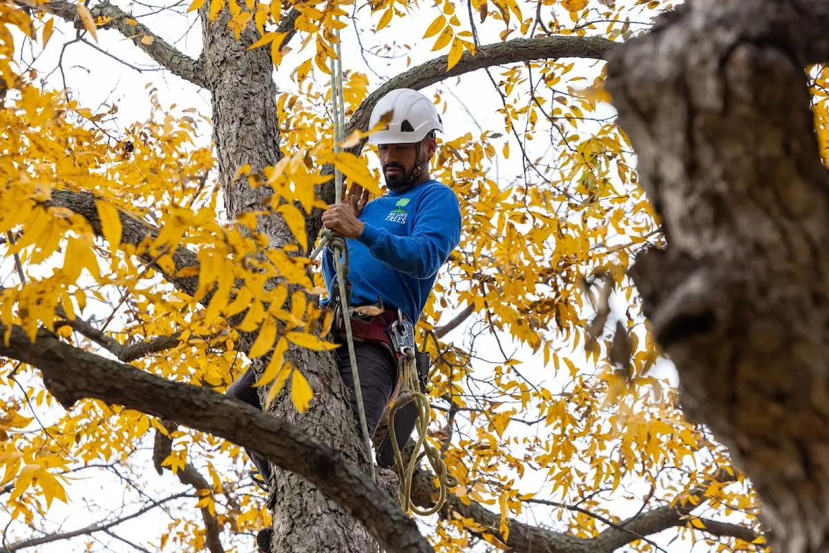 Skilled Tree Pruning crew working in Gilbertsville