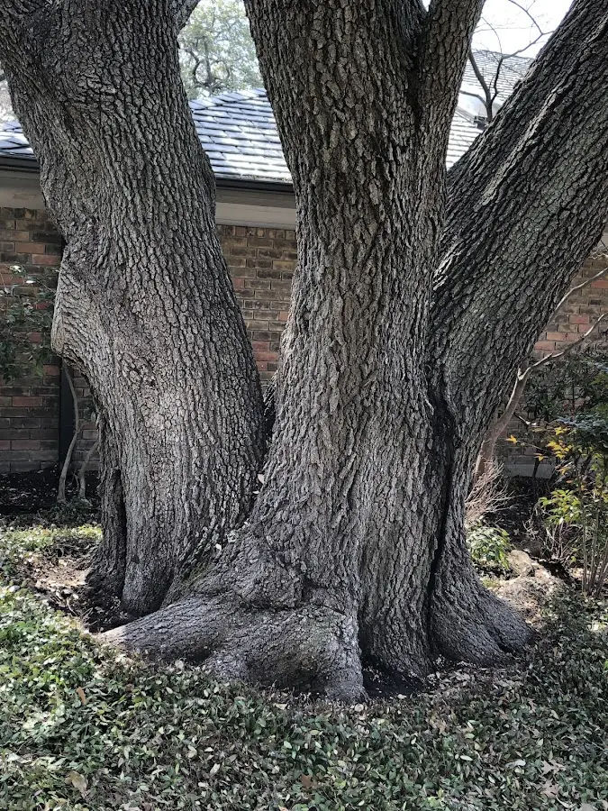 Mature heritage tree close to a Gilbertsville property cared for by certified arborists